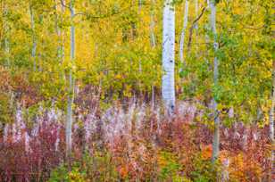 Aspen forest-1751